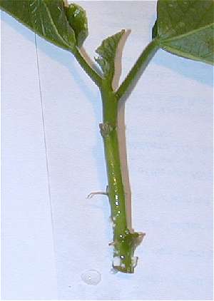 Hibiscus cutting